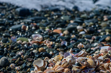 Shells and stones arrangement on the beach by the Mediterranean Sea 3