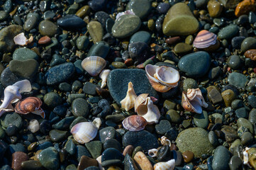 Summer vibes with seashells, starfish, against a backdrop