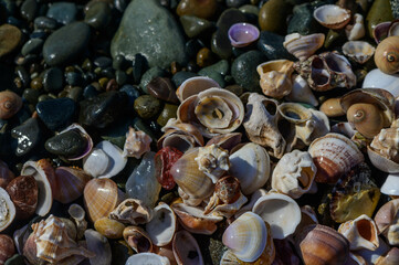 Background of seashells and stones on the beach