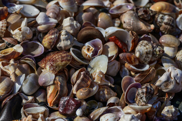 Sand and shells texture background. Wavy pattern on the sand, top view.