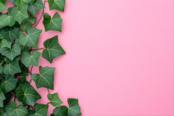 Green ivy leaves on pink background.