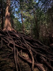 Tree Roots