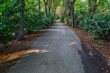 Footpath in a forest