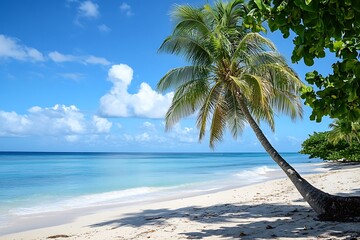 Palm Tree on White Sandy Beach with Turquoise Ocean Water and Blue Sky