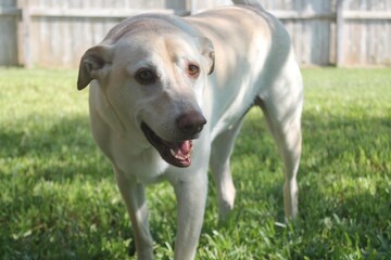 Golden Mischief: A Yellow Lab, Poodle, and Chow Chow Mix with Blonde Fur Playfully Walking Toward...