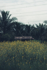 Sunn hemp field and hut with cloudy sky