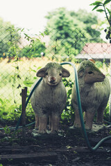 White sheep statue and green hose with green vibe