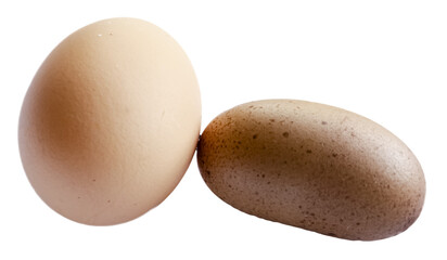 A Large Egg and a Fairy Egg