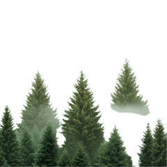 Beautiful isolated evergreen fir trees on transparent background, collage. Banner design and PNG cutout