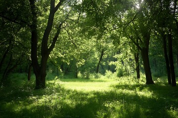 Naklejka premium Sunlight streaming through trees in a lush green forest clearing. Tranquil and peaceful natural scene