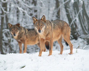 Lupi nella neve sull'Appennino Abruzzese