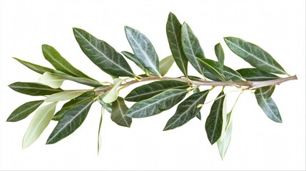 Green Olive Branch with Leaves Isolated on White.