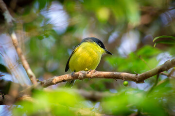 beautiful yellow and black bird perched on a tree branch