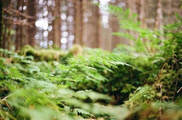 Fern in the forest