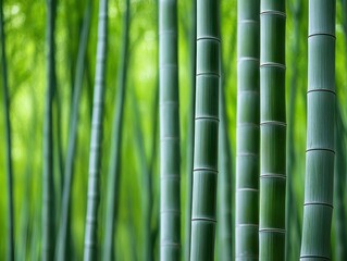 Fototapeta premium A bamboo grove with tall, slender stalks swaying gently in the breeze, peaceful and serene