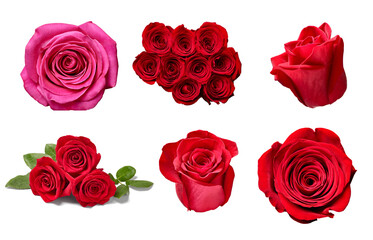 flower rose petal blosspm background