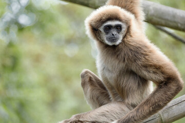 lar gibbon white-handed gibbon, an endangered primate in the gibbon family