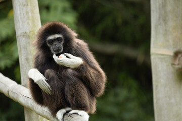 lar gibbon white-handed gibbon, an endangered primate in the gibbon family