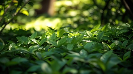 Lush green foliage with sunlight filtering through, creating a serene natural atmosphere.
