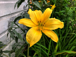 Fototapeta premium Yellow Daylily Flower
