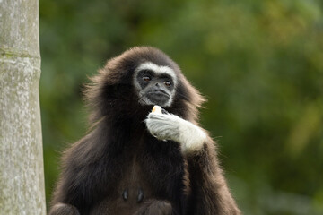 lar gibbon white-handed gibbon, an endangered primate in the gibbon family