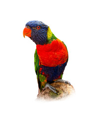 Beautiful rainbow lorikeet on white background. Exotic bird