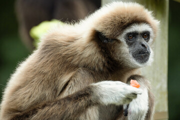 lar gibbon white-handed gibbon, an endangered primate in the gibbon family
