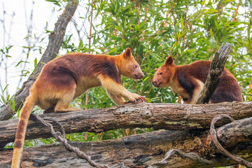 Goodfellow's Tree Kangaroo, portrait of very cute rare red animal.