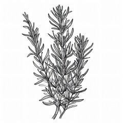 Hand drawn black and white illustration of rosemary herb.