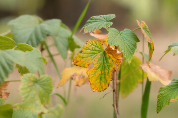 Dry currant leaves.A currant bush with dry leaves on a washed background.