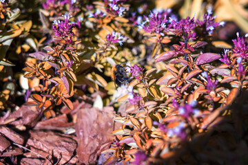 bee delicately perched on a blooming rose, gathering nectar under the vibrant glow of a sunny day, embodies the harmonious dance of nature and its vital pollinators