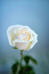 delicate light cream rose stands gracefully against a soft blue background, embodying serenity and elegance. This harmonious contrast invites inner peace and appreciation for nature's beauty