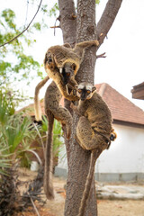 Common brown lemur Eulemur fulvus with orange eyes.