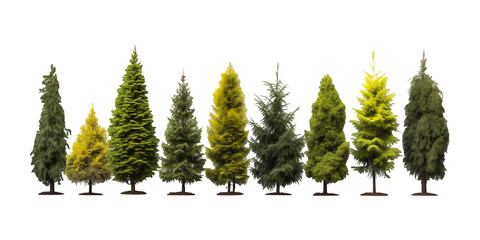 Fototapeta premium A set fir tree with clipping path, Christmas trees PNG collection, PNG image, PNG files, Generative art.