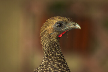 beautiful carijo bird with red crop and bright eyes