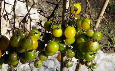 Gelbe Strauchtomaten in der Sonne