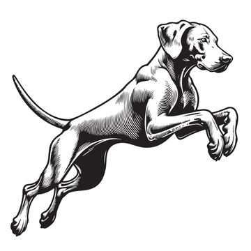 recommend clip art: Running dog. Weimaraner shorthaired, vector isolated silhouette
                    Jumping Weimaraner Dog Black silhouette