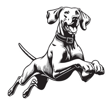 recommend clip art: Running dog. Weimaraner shorthaired, vector isolated silhouette
                    Jumping Weimaraner Dog Black silhouette
