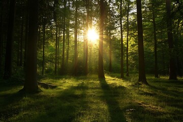 Fototapeta premium Golden Sunset Through Forest Trees