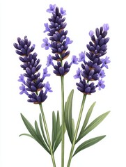 Naklejka premium Beautiful lavender flowers in full bloom, showcasing vibrant purple color and delicate green leaves for a stunning floral display, white background