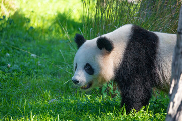 cheerful playing pandas on green lawn