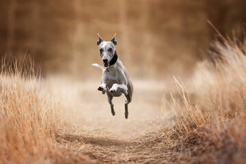 Happy whippet runs very fast across the autumn field. Walking with a dog in nature. Portrait of a...