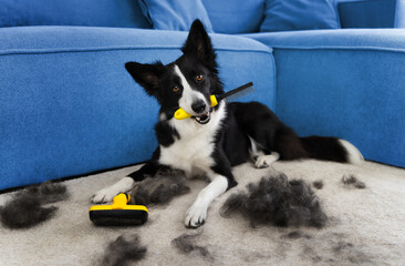 Fototapeta na wymiar A beautiful black and white border collie is neatly groomed and lies resting on a carpet next to a blue couche holding a yellow comb in his mouth. A black and white needs to be groomed. Dog during she