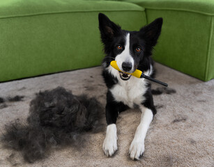 A smart border collie brought a comb and is waiting to be combed. A black and white dog is moulting...