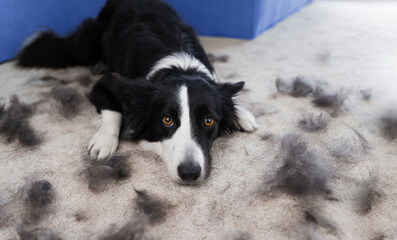 A black and white border collie lies sadly on a carpet next to clumps of its moulting fur. Upset dog during shedding season. A black and white dog is moulting in the apartment.