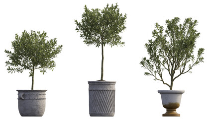 Collection of plants in pots 3d render isolated png on a transparent background perfectly cutout 