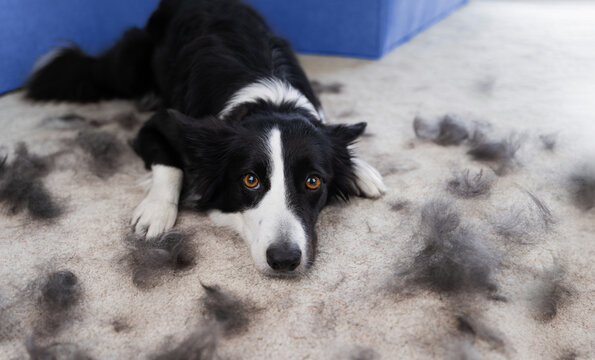 A black and white border collie lies sadly on a carpet next to clumps of its moulting fur. Upset dog during shedding season. A black and white dog is moulting in the apartment.