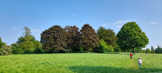 Arboles en un parke muy verde