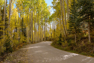 road in autumn forest