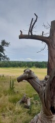 Fototapeta premium Abol seco en el parque, de naturaleza, con fondo panoramico